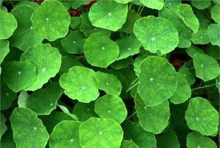 秦嵐直言“上鏡女星其實(shí)都不好看”，植物提取物揭示鏡頭下的審美扭曲